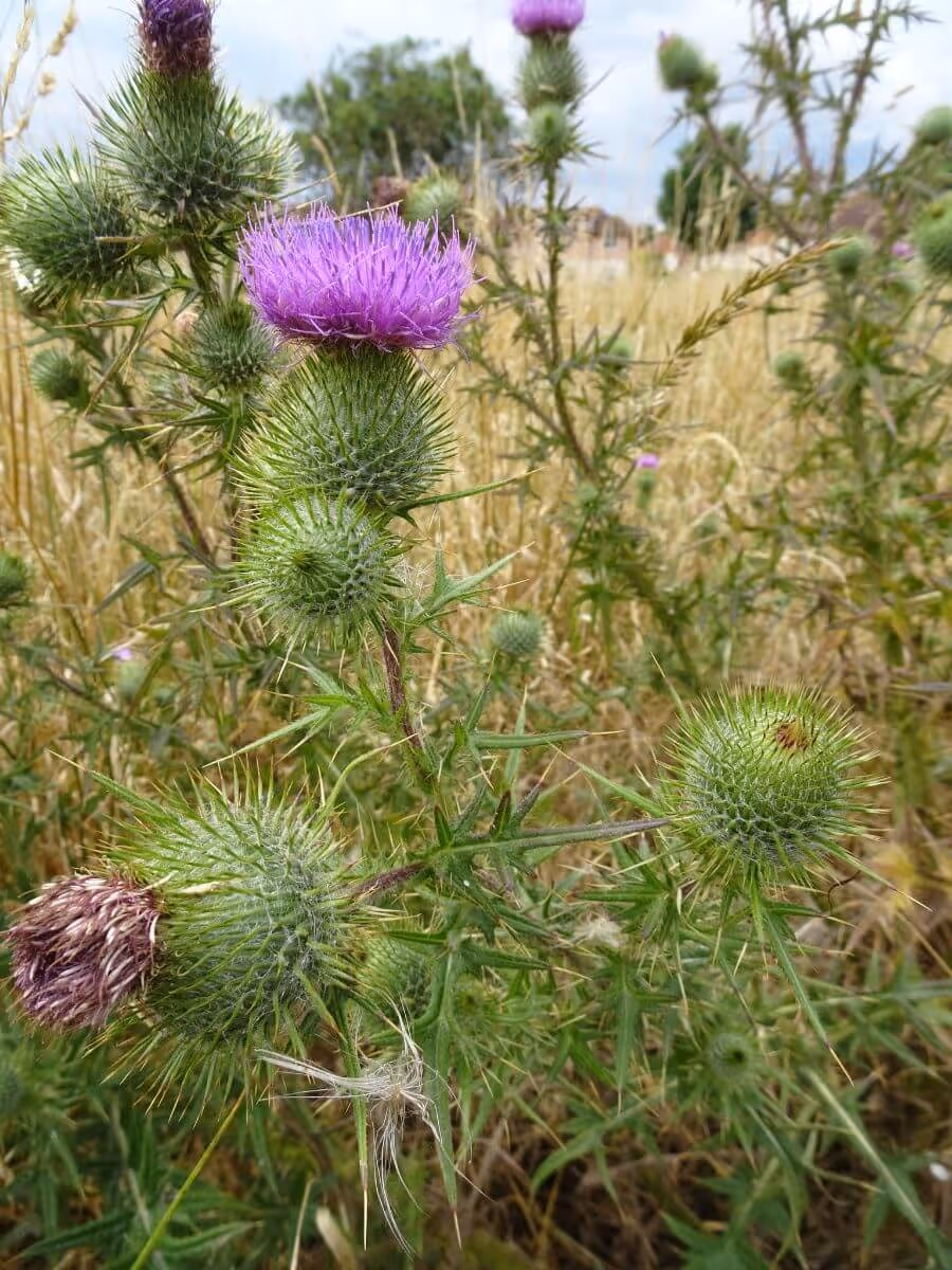 Close-up of green thistle plants with sharp spines and purple flowers in a grassy field under a cloudy sky.