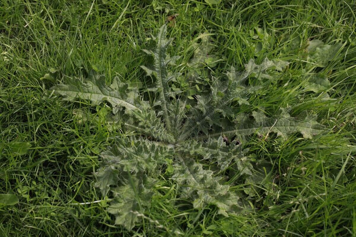 Thistle plant with spiny, deeply lobed leaves growing low among green grass.