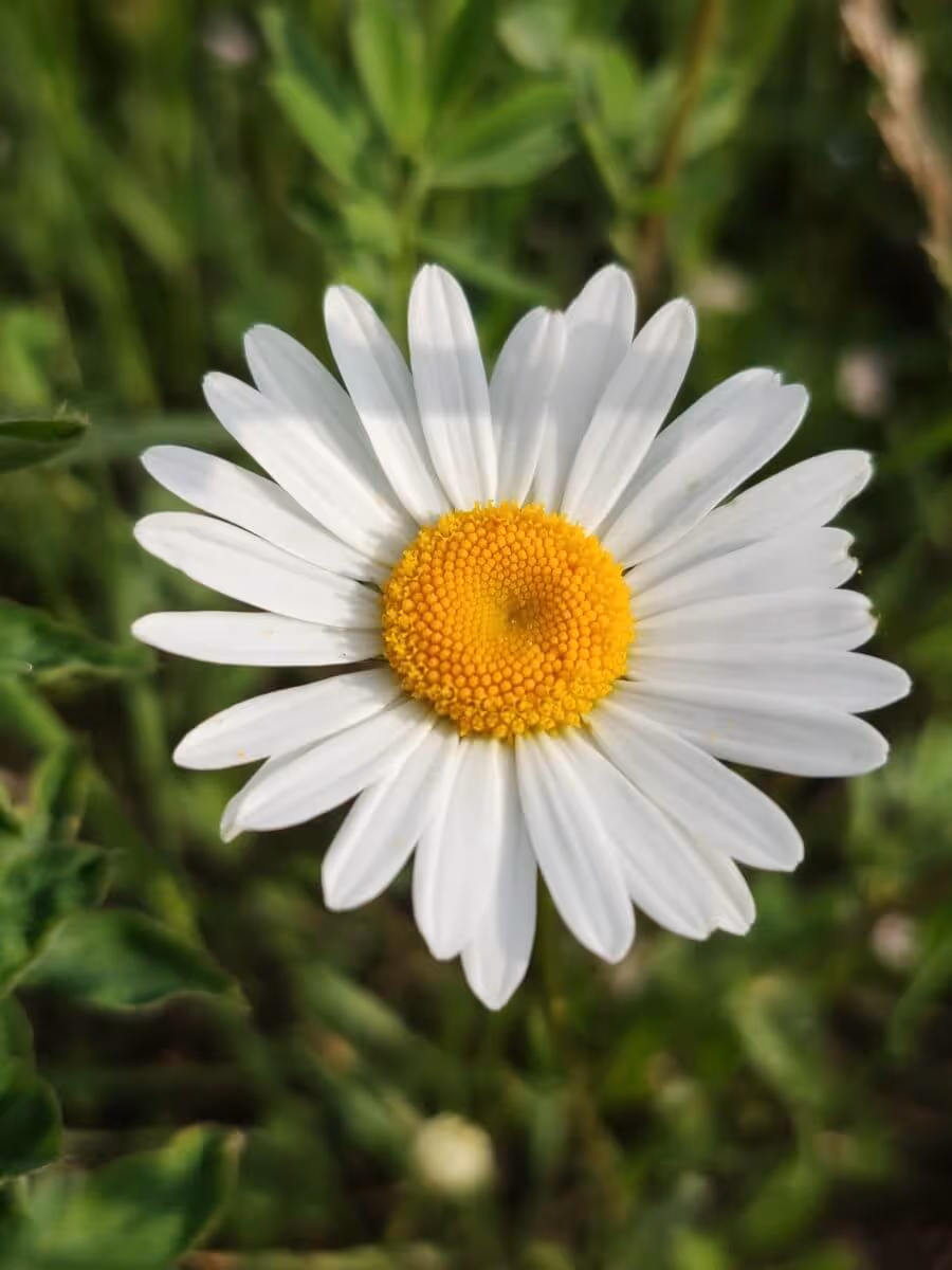 Close-up of a white daisy flower with a yellow center against a blurred green background.