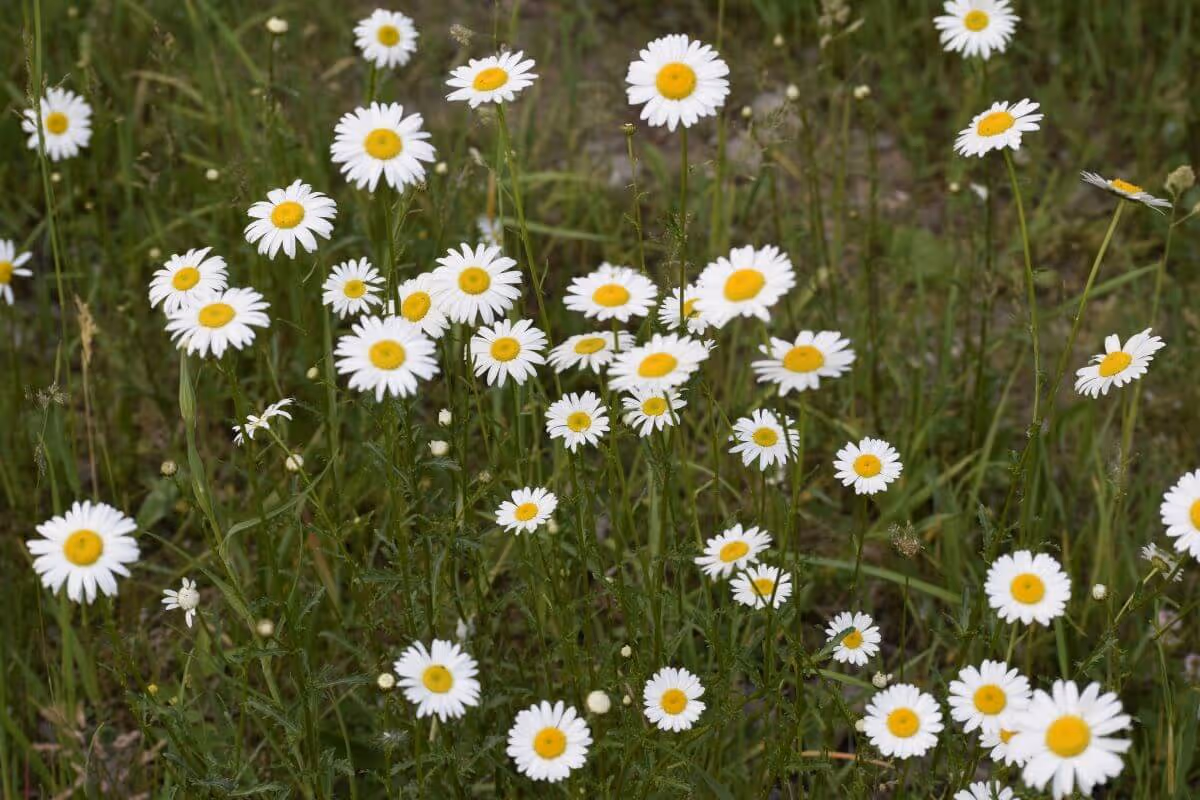 Cluster of white daisies with yellow centers growing among green grass.