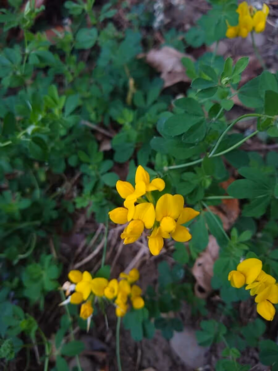 Close-up of small bright yellow flowers with green leaves and soil background.