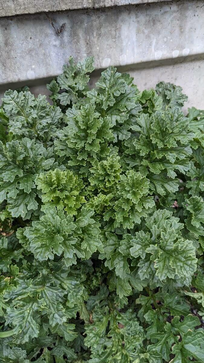 Cluster of bright green, deeply lobed leaves growing against a concrete background.