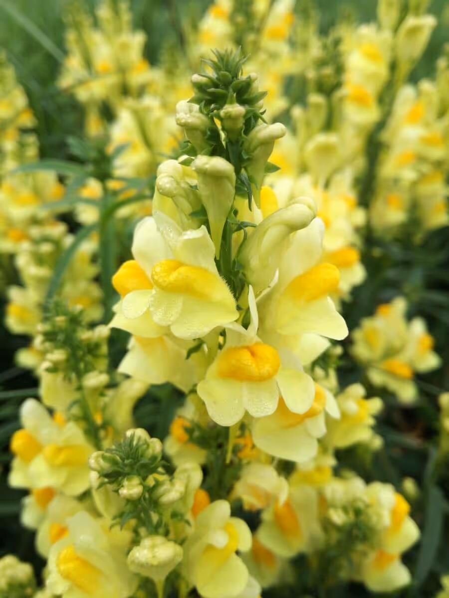 Close-up of yellow and pale yellow snapdragon flowers in a garden.