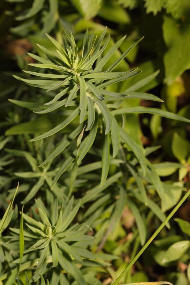 Close-up of green narrow-leaved plants with a blurred green foliage background.