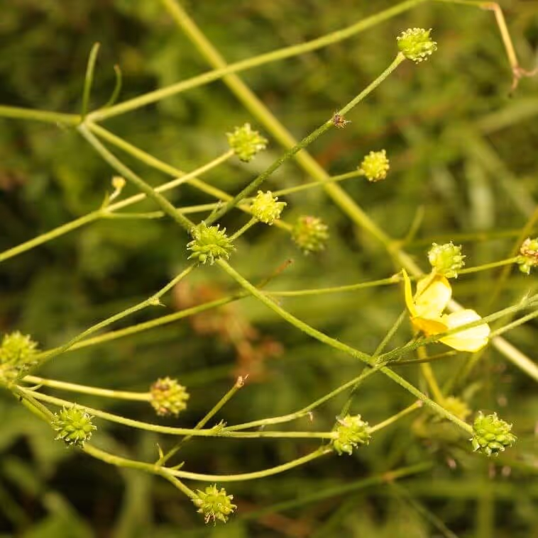 Green plant stems with small, round green seed pods and a single yellow flower on a blurred green background.
