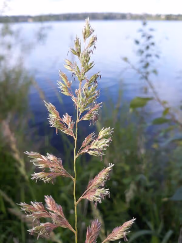Close-up of a delicate grass plant with pinkish-green seed heads by a lake with blurred greenery in the background.