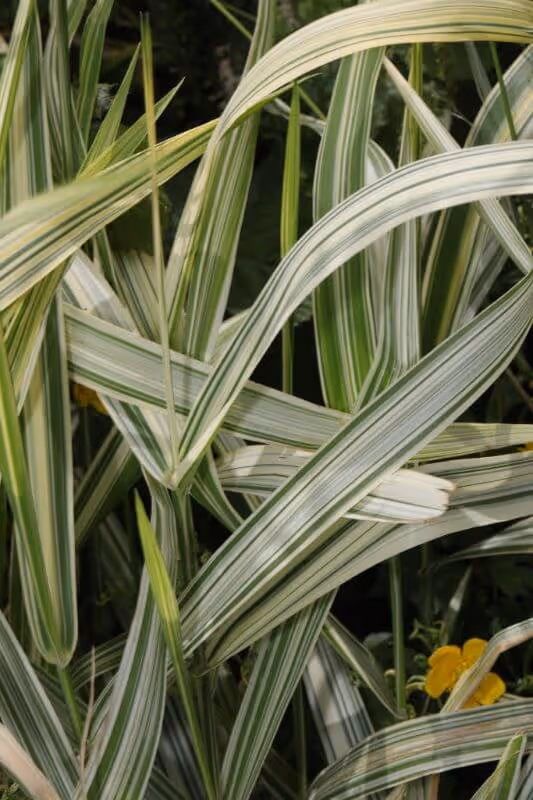 Close-up view of green and white variegated ribbon grass leaves with narrow stripes and a few small yellow flowers in the background.