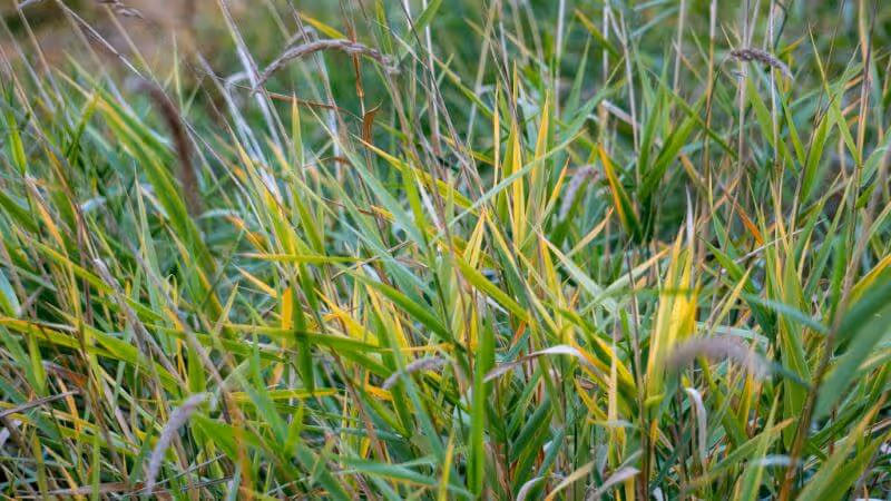 Close-up of green and yellowish grass blades with seed heads in a field.