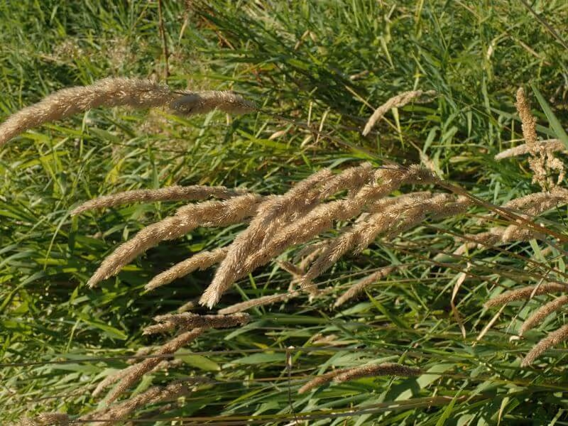 Close-up of tall, beige grassy seed heads bending over a dense background of green grass.