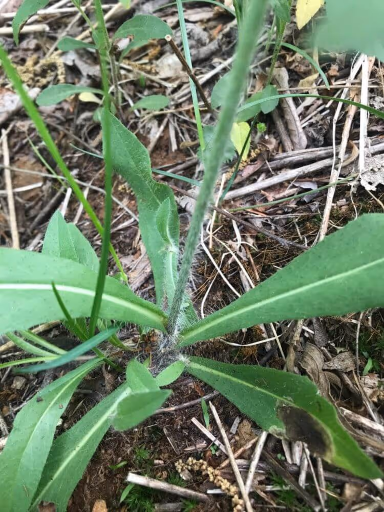 Close-up of a green plant with elongated leaves and hairy stems growing among dry twigs and soil.
