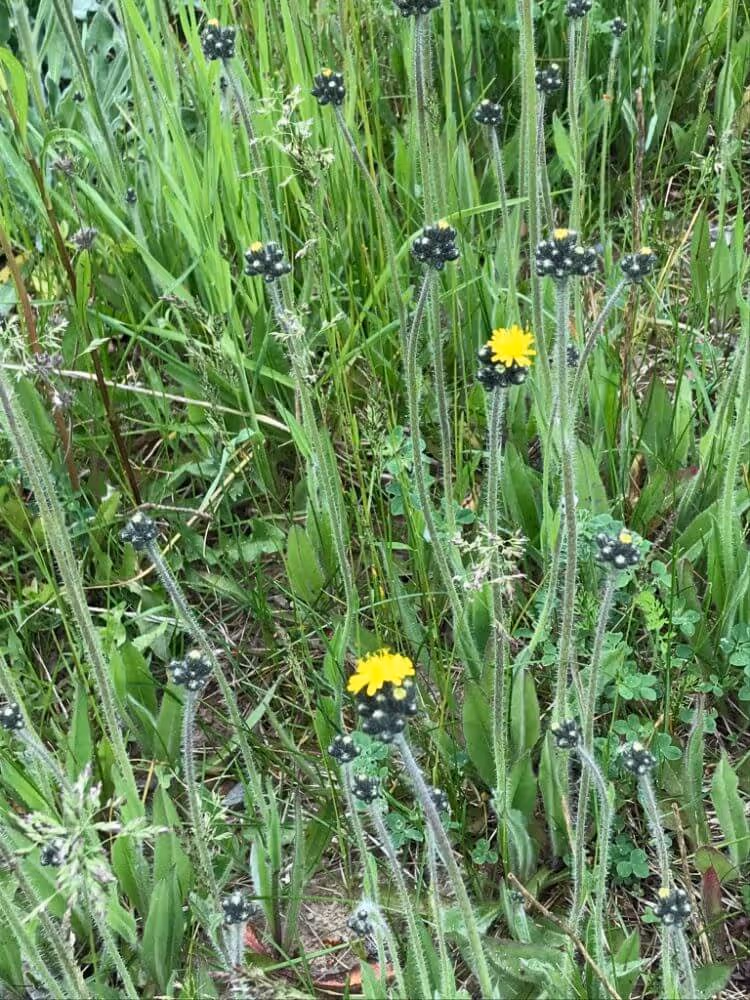 Green grassy field with tall stems featuring small clusters of black seed pods and occasional yellow flowers.