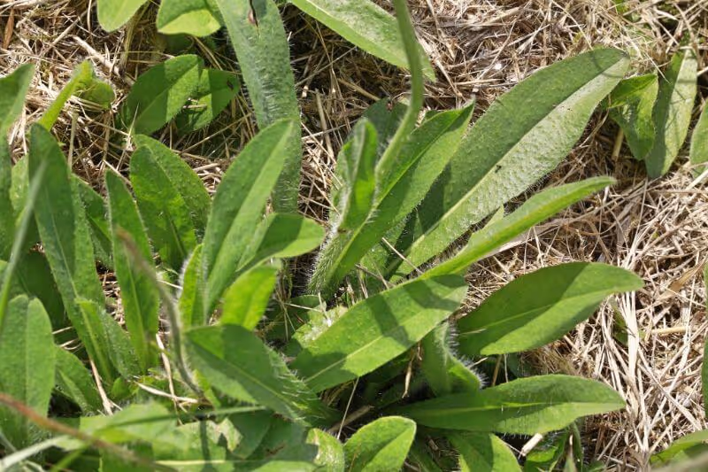 Close-up of green, hairy leaves on dry grass ground.