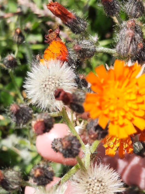 Close-up of orange hawkweed wildflowers with fluffy white seed heads and green foliage in the background.