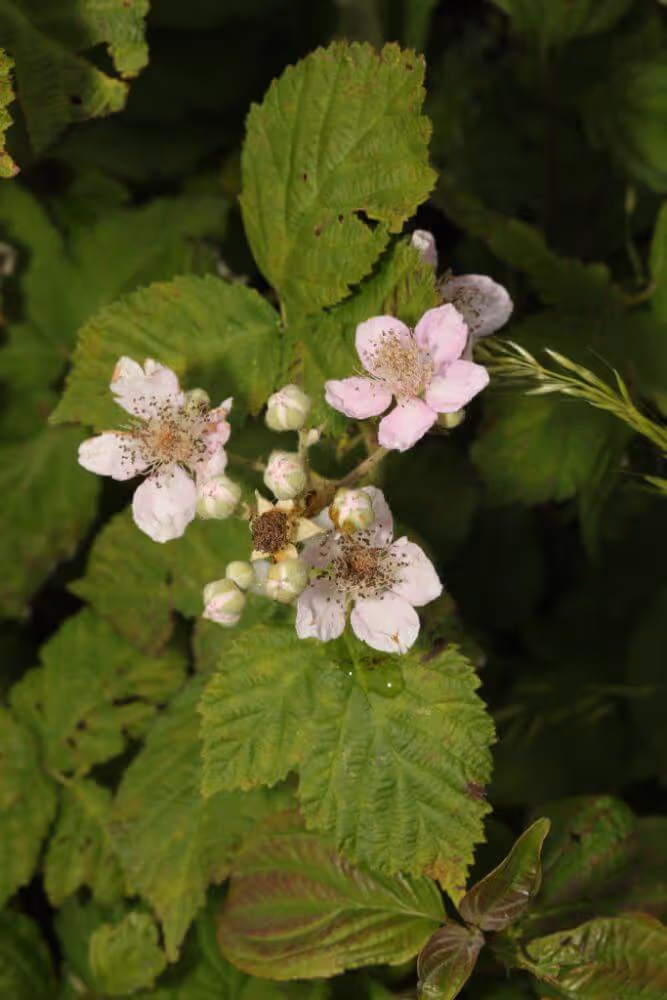 Close-up of light pink blackberry flowers with green leaves.