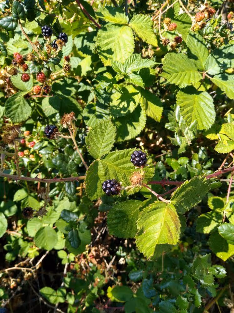 Blackberries growing on thorny branches with green leaves in natural outdoor light.