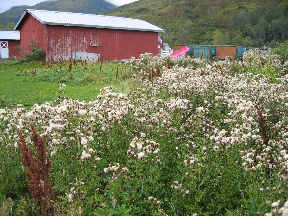 Field of Canada thistle plants with purple flowers in front of a red barn and green hills.