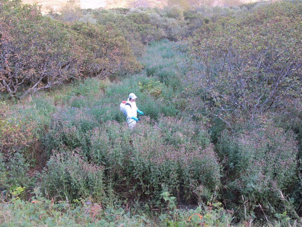 Person wearing white protective suit and gloves spraying plants in dense green shrubbery.