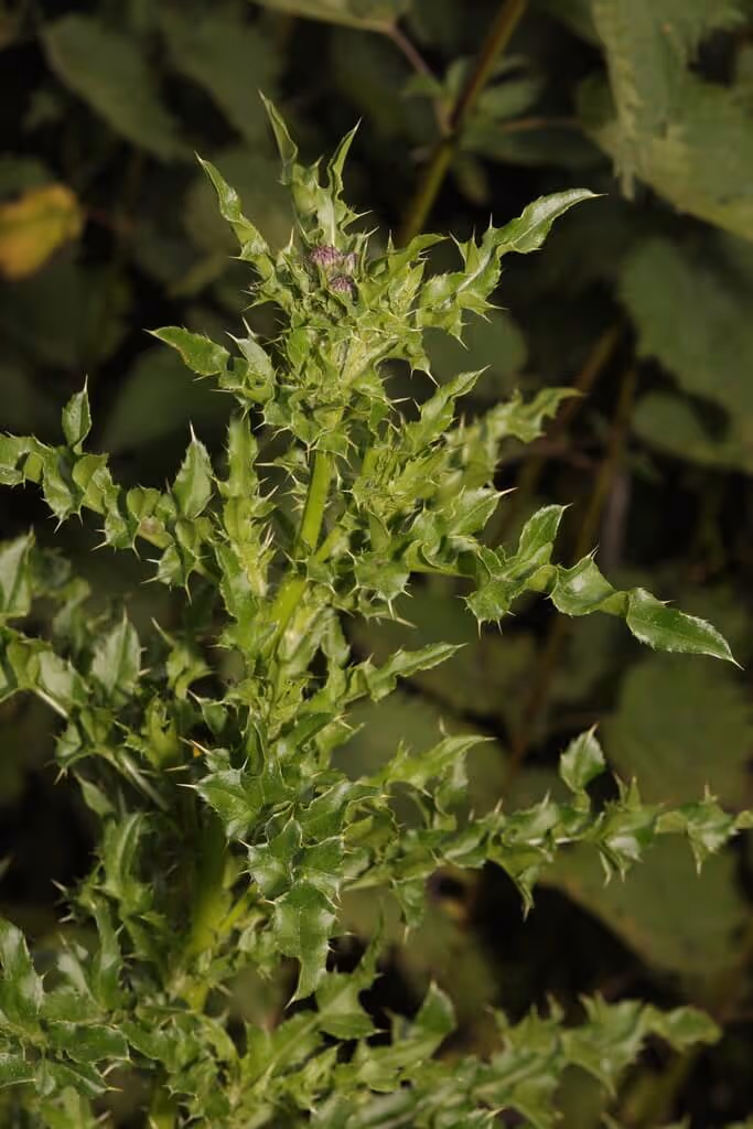 Close-up of a green thistle plant with spiky leaves and a small purple flower bud.