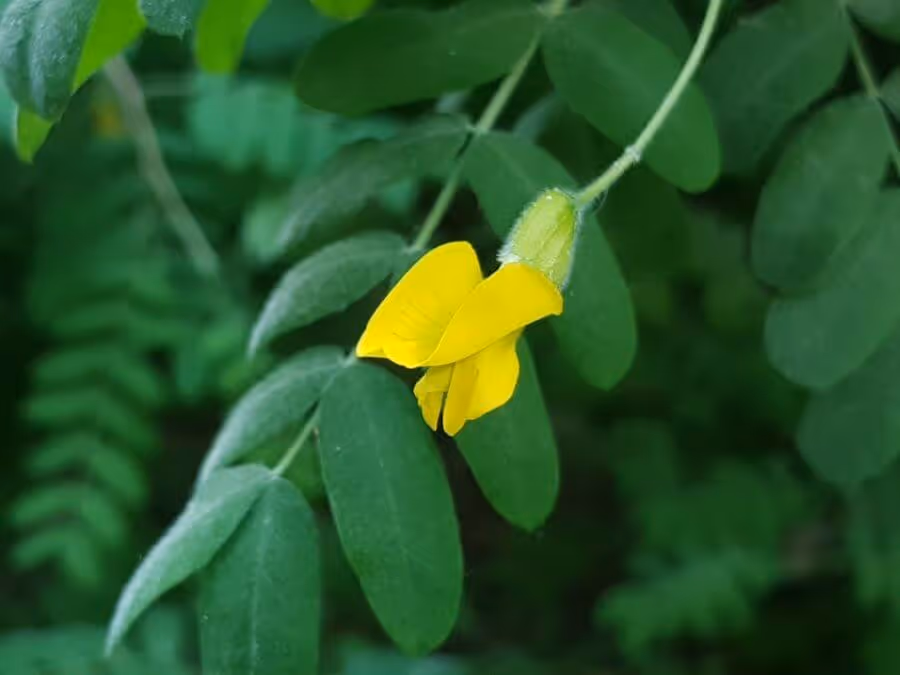 Close-up of a small yellow flower bud with smooth green leaves in the background.