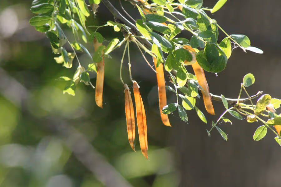 Close-up of orange-brown seed pods hanging from green leafy branches against a blurred natural background.