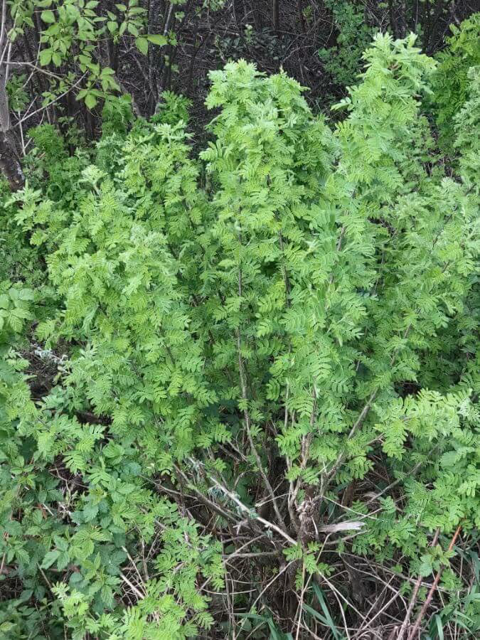 Green leafy bush with multiple slender branches against a backdrop of denser dark green foliage.