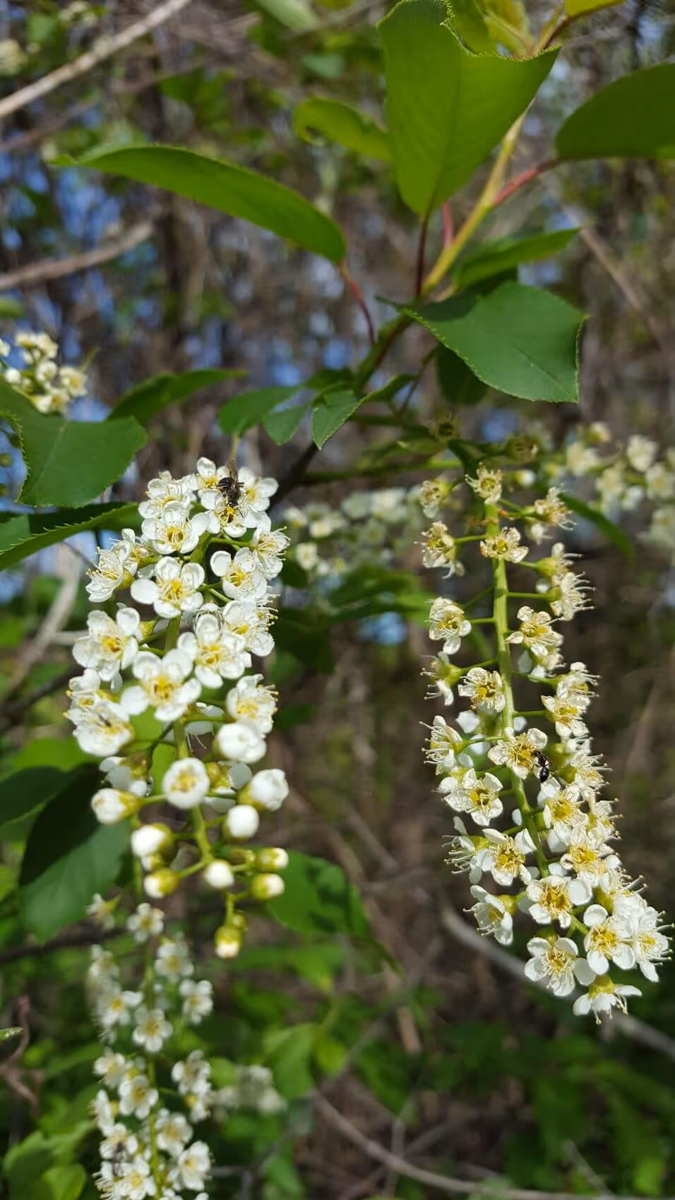 Clusters of small white flowers with yellow centers on green leafy branches in a natural outdoor setting.