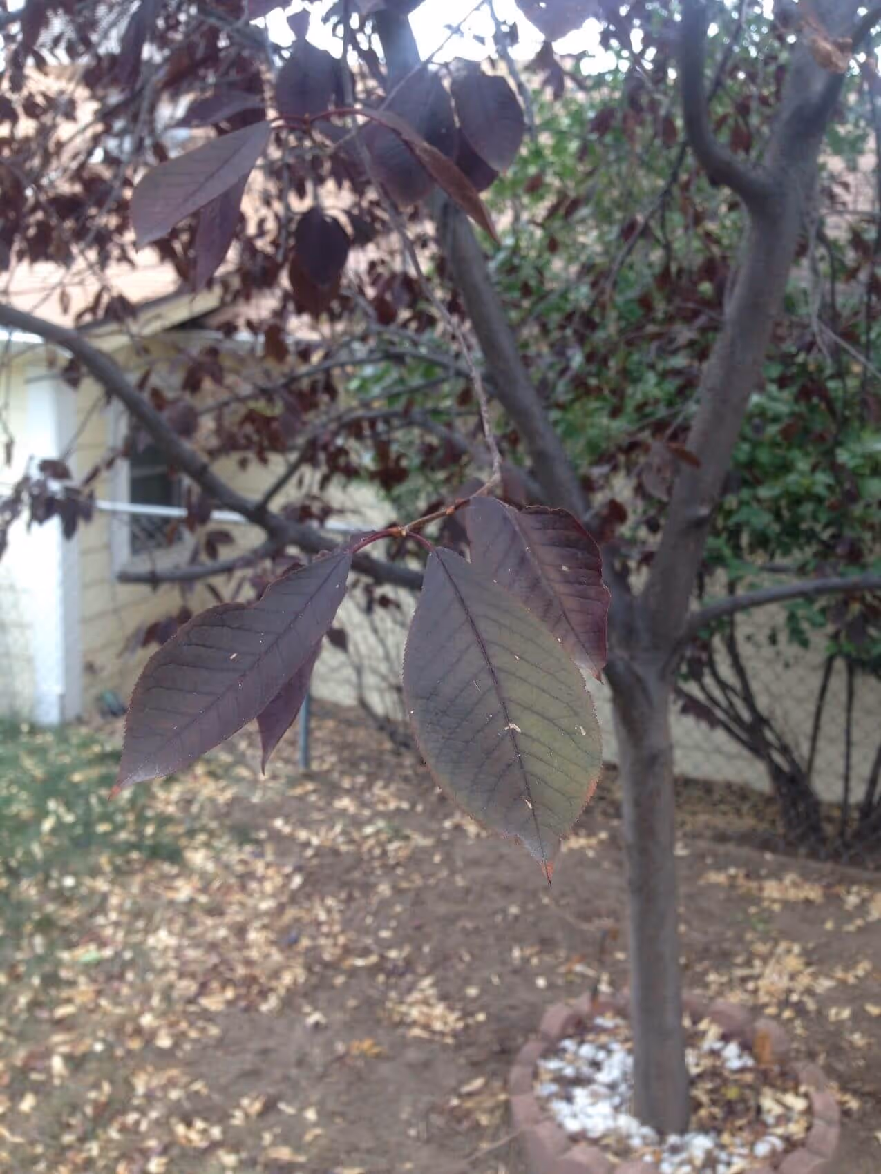 Close-up of dark purple leaves on a tree branch in a garden with a tree trunk and fallen leaves on the ground.
