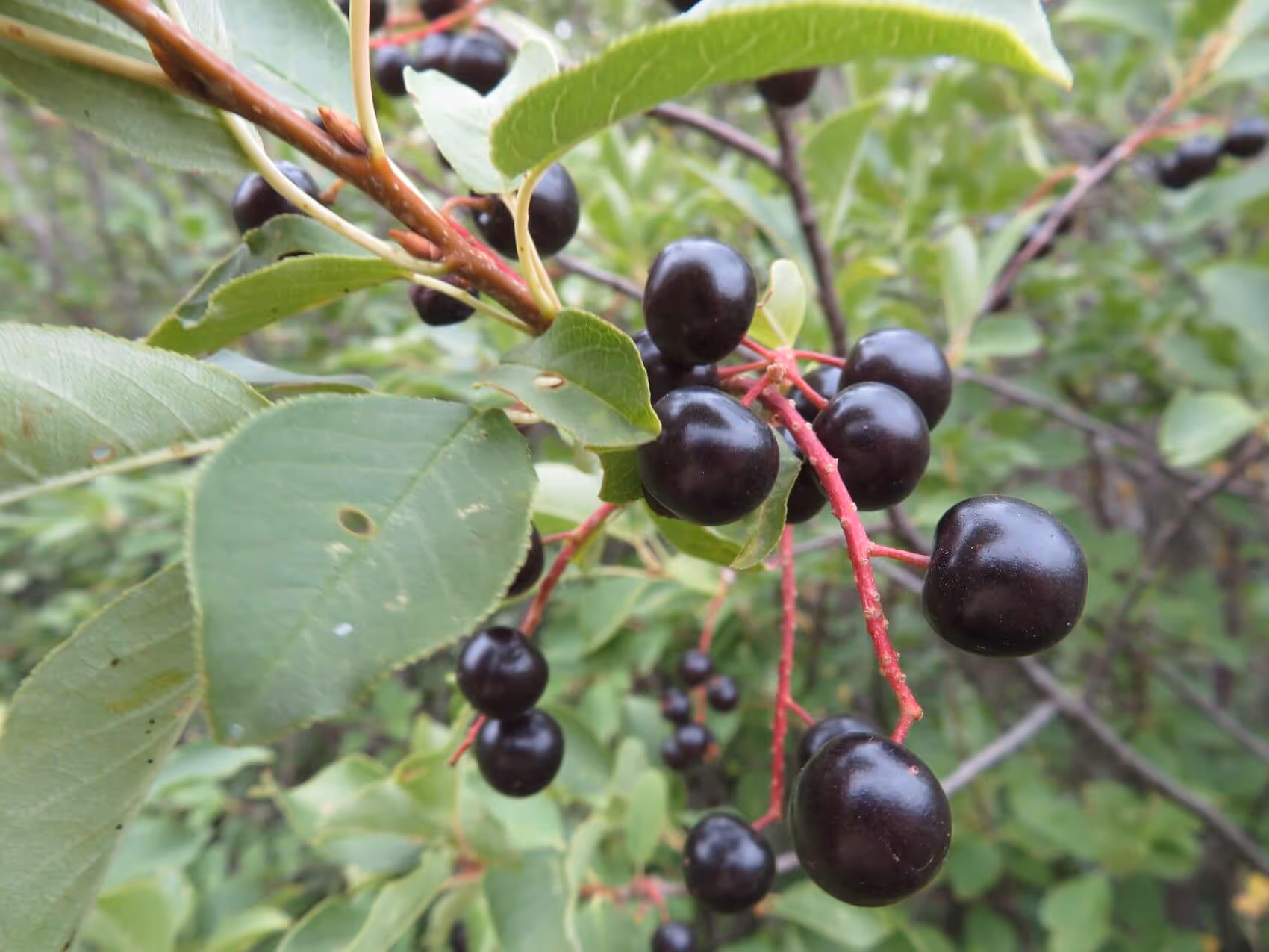 Clusters of shiny dark purple cherries hanging from branches with green leaves.