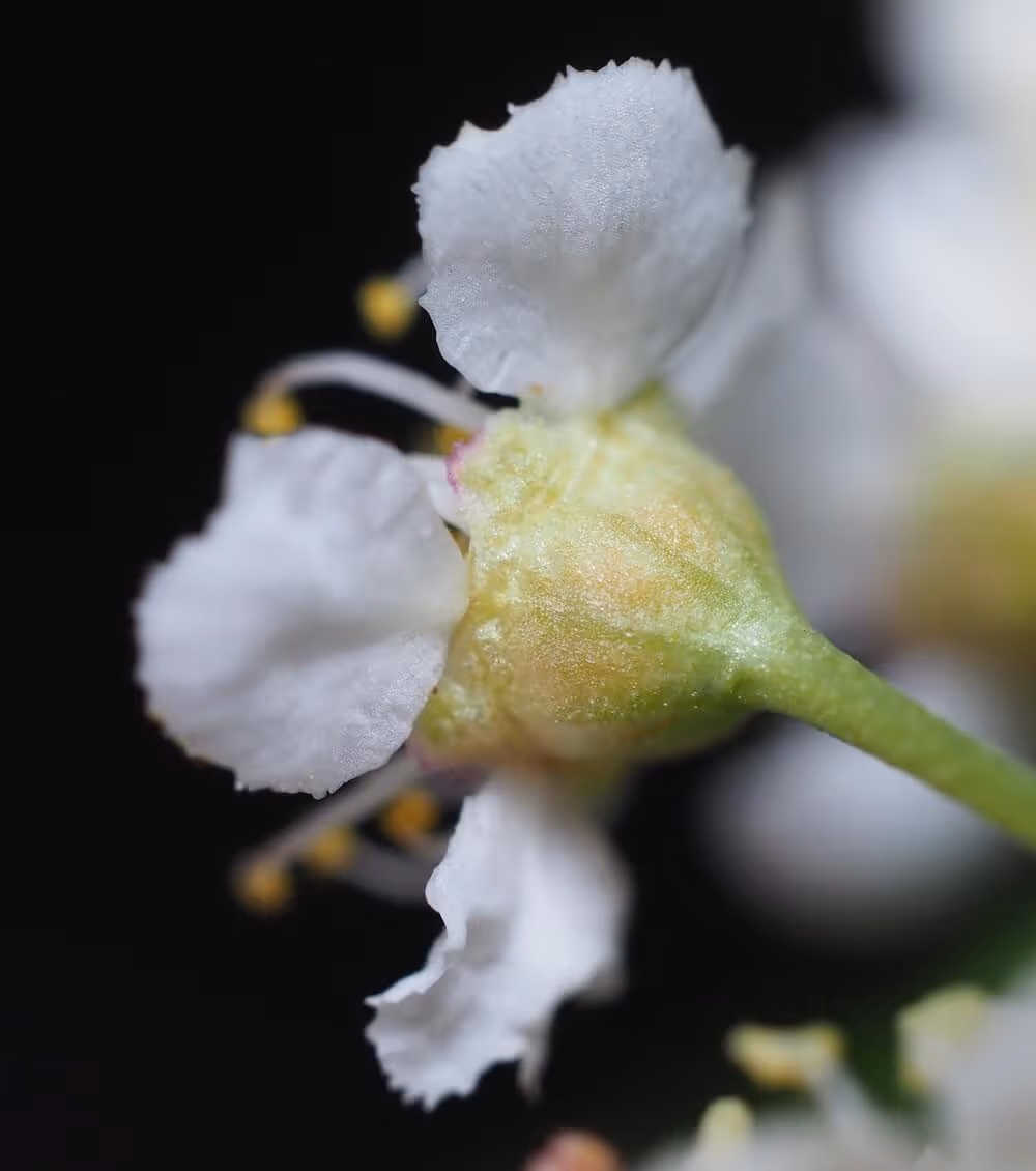 Close-up of a small white flower with delicate petals and a green bud against a black background.