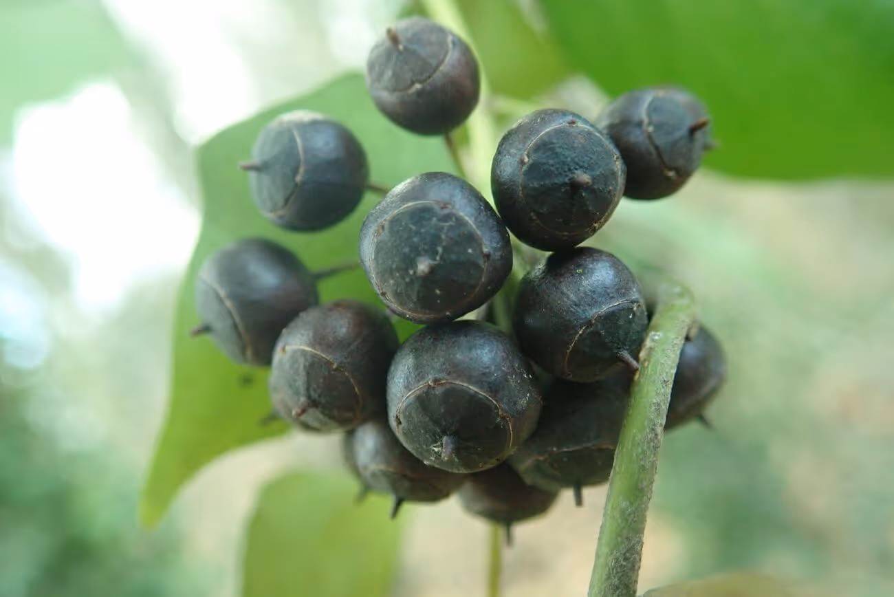 Cluster of round, dark green to black berries on a green stem with a blurred green leaf background.