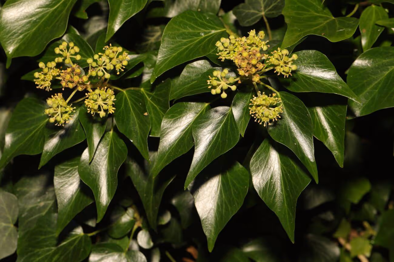 Close-up of glossy green ivy leaves with clusters of small greenish-yellow flower buds.