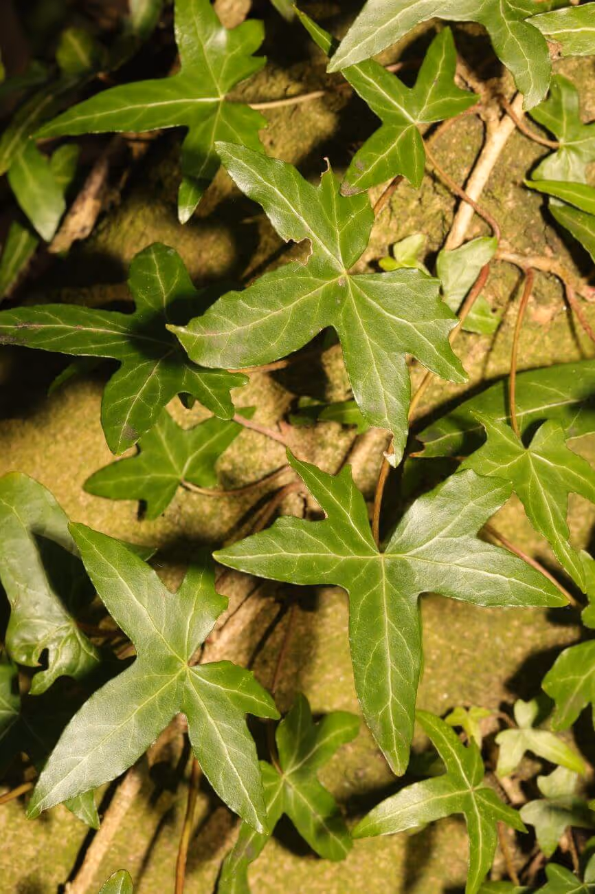 Close-up of green ivy leaves with pointed lobes growing over mossy ground and twigs.