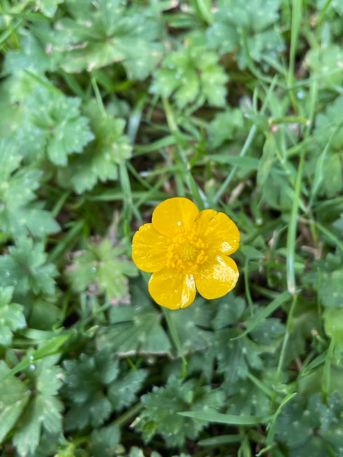 Close-up of a single small yellow buttercup flower surrounded by green leaves and grass.