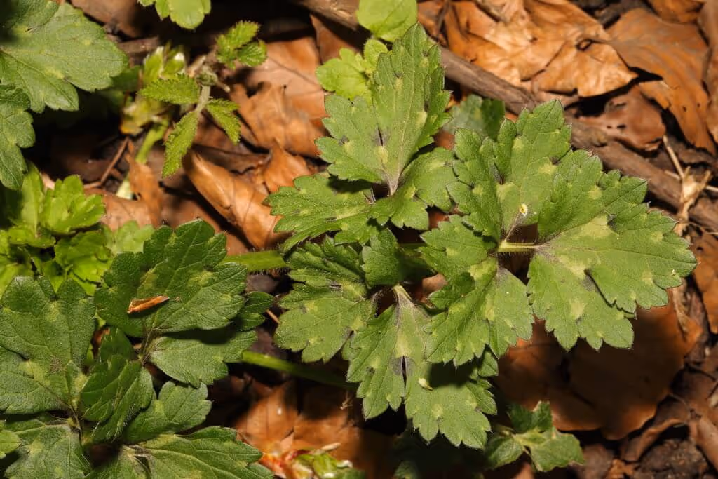 Green leaves of a small plant growing among dry brown leaves on the forest floor.
