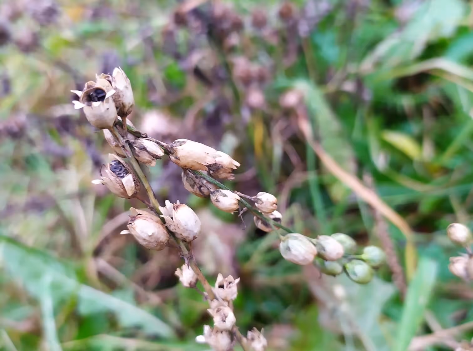 Close-up of dried seed pods on slender stems with some green foliage in the blurred background.