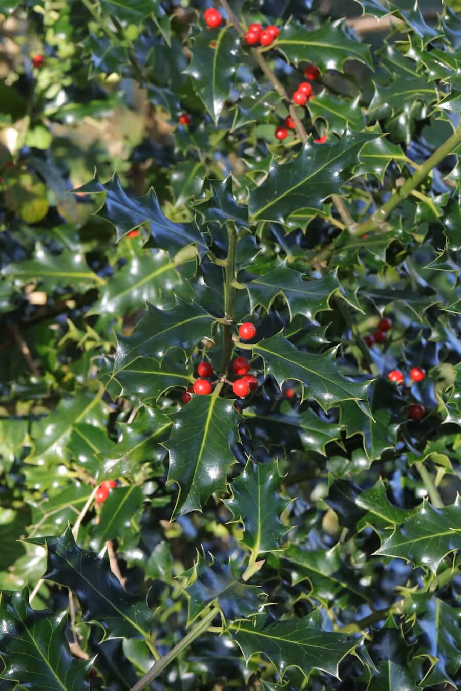 Close-up of glossy green holly leaves with clusters of bright red berries.