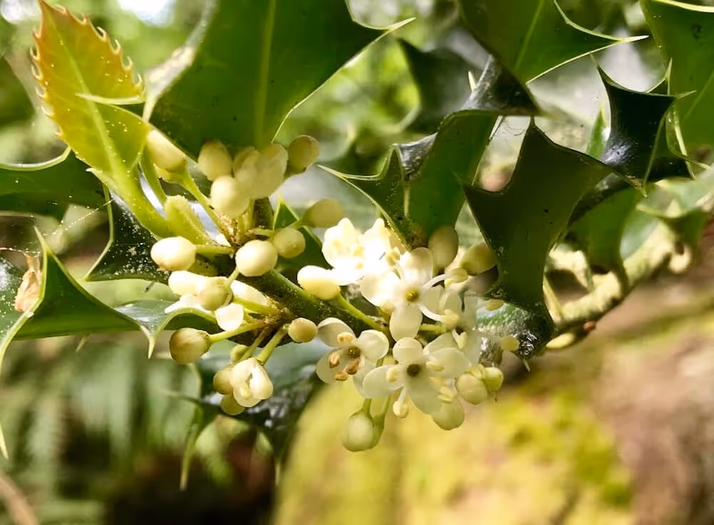 Close-up of a holly branch with glossy green spiky leaves and small white flowers blooming.