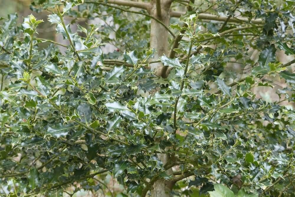 Close-up of a holly bush with glossy green, spiked leaves and woody stems.