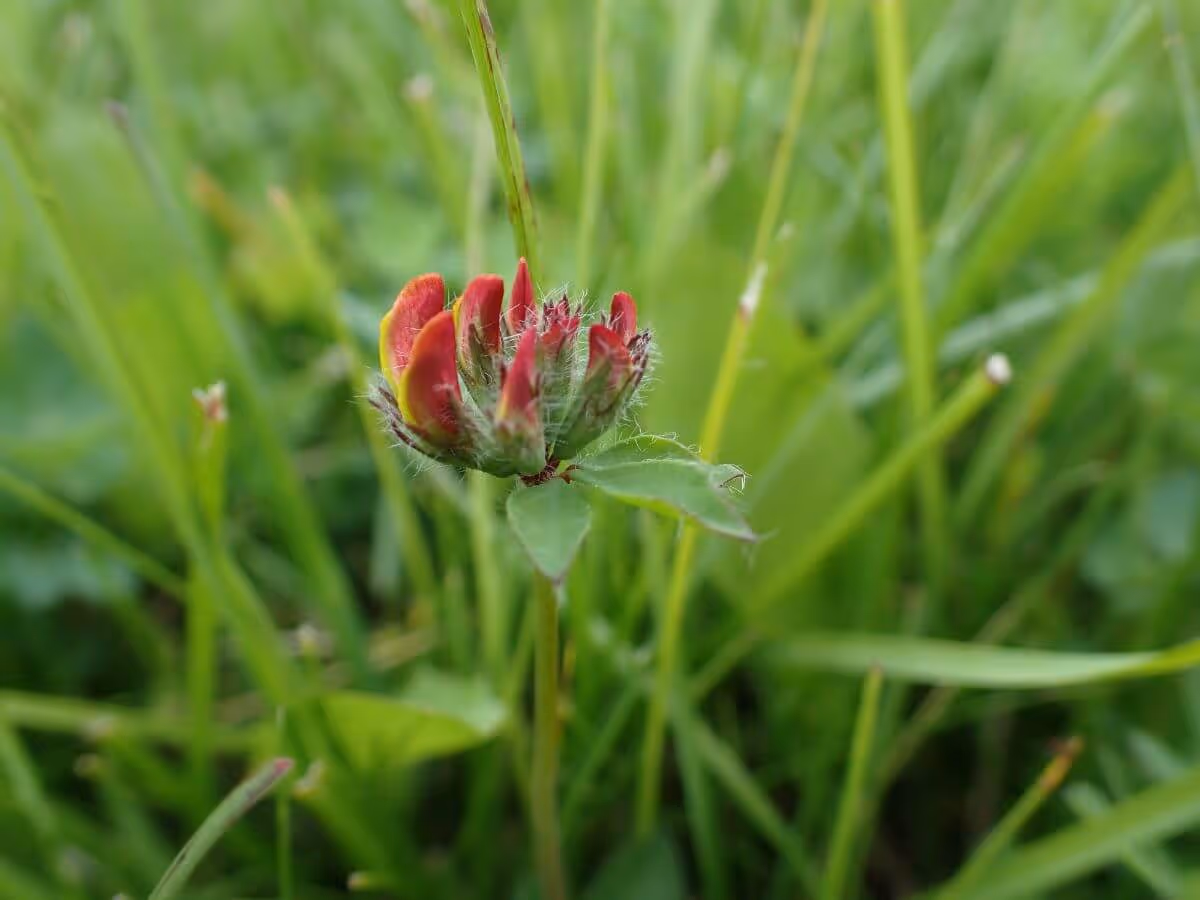 Close-up of a hairy red and green wildflower bud surrounded by green grass.
