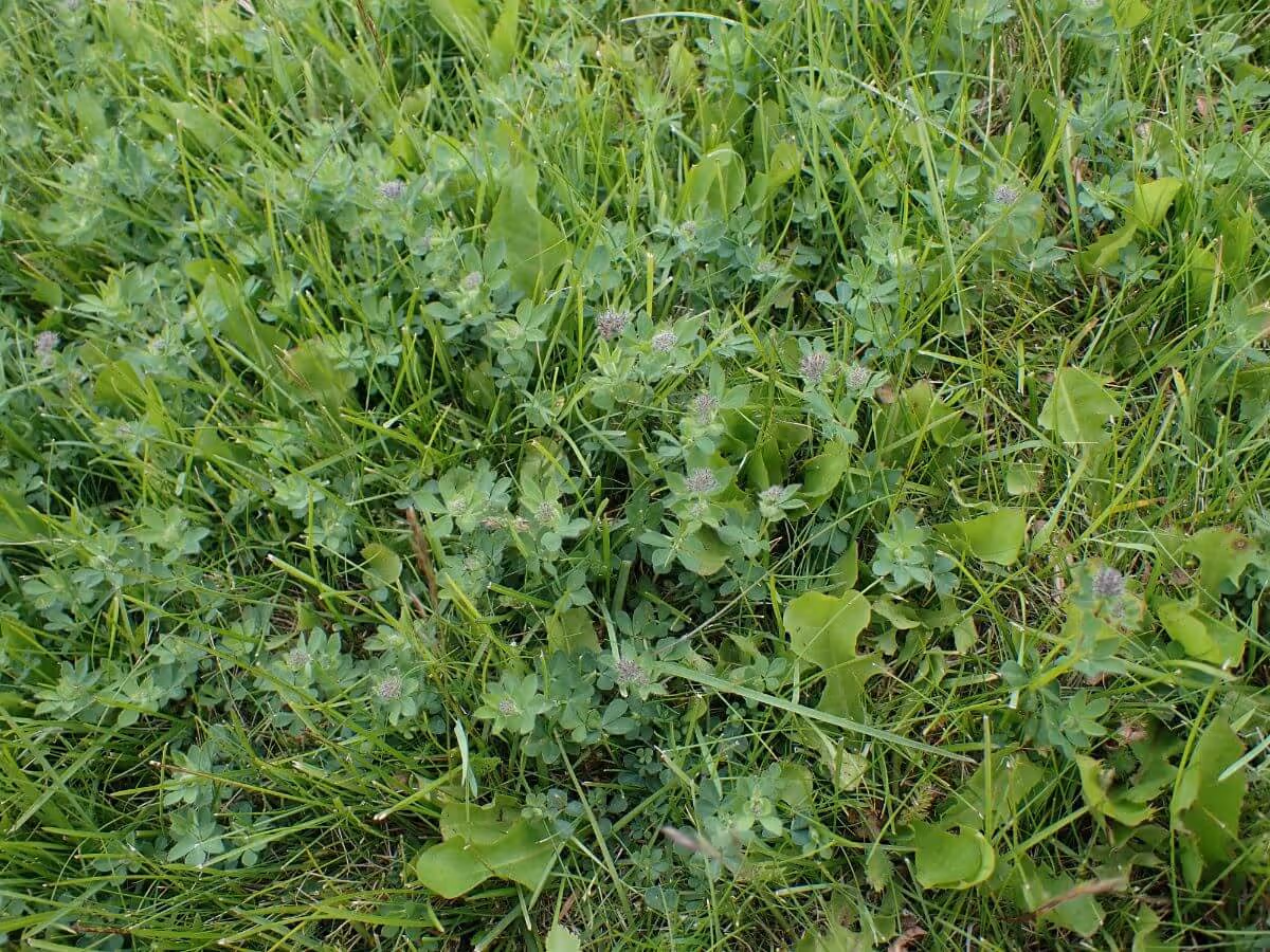 Green grassy ground with small clover plants and tiny purple flower heads scattered throughout.
