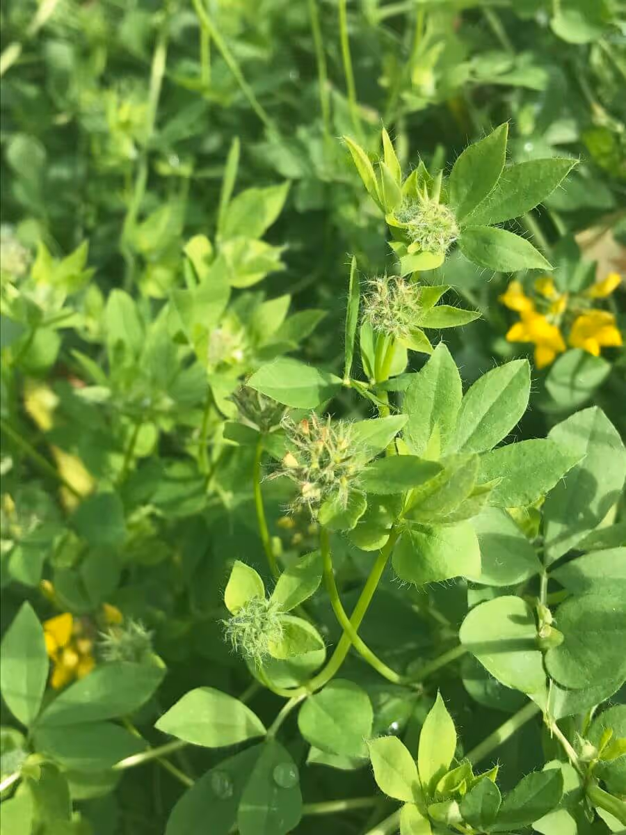 Close-up of green leafy plants with small fuzzy buds and some yellow flowers in the background.