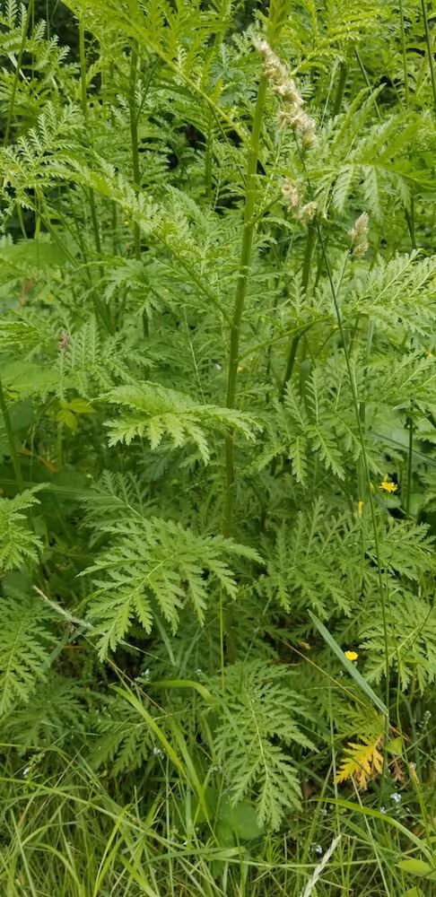 Close-up of green, finely divided fern-like leaves growing in a lush outdoor setting with grass and small yellow flowers.