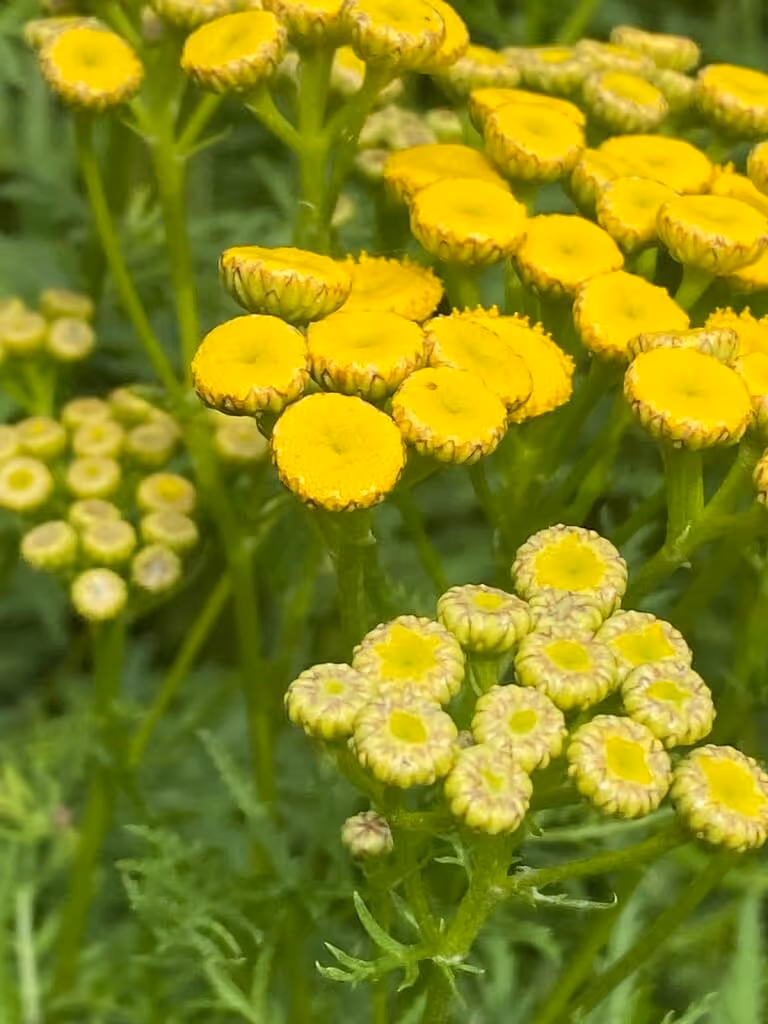 Cluster of small yellow flowers with button-shaped heads and green foliage background.