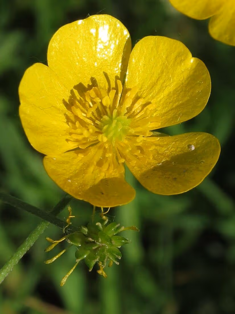 Close-up of a yellow buttercup flower with five petals and a green bud below.