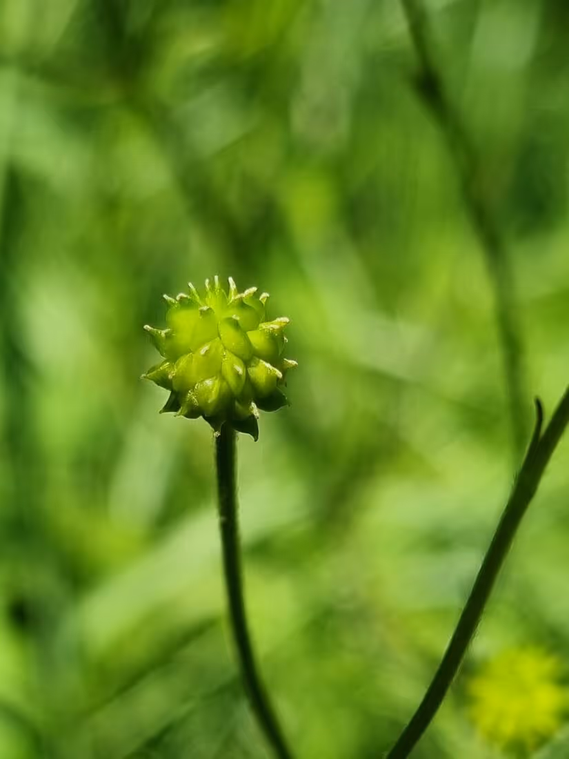 Close-up of a small green flower bud on a slender stem with a blurred green background.