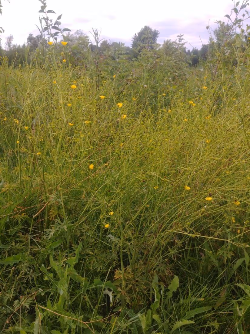 Dense wild plants with slender green stems and small yellow flowers in a grassy field under a cloudy sky.
