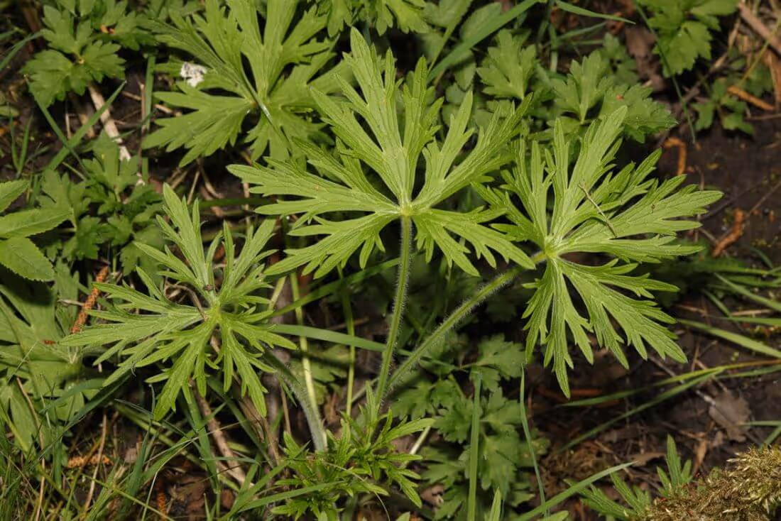 Green wild plant with deeply lobed leaves growing in natural soil among other vegetation.