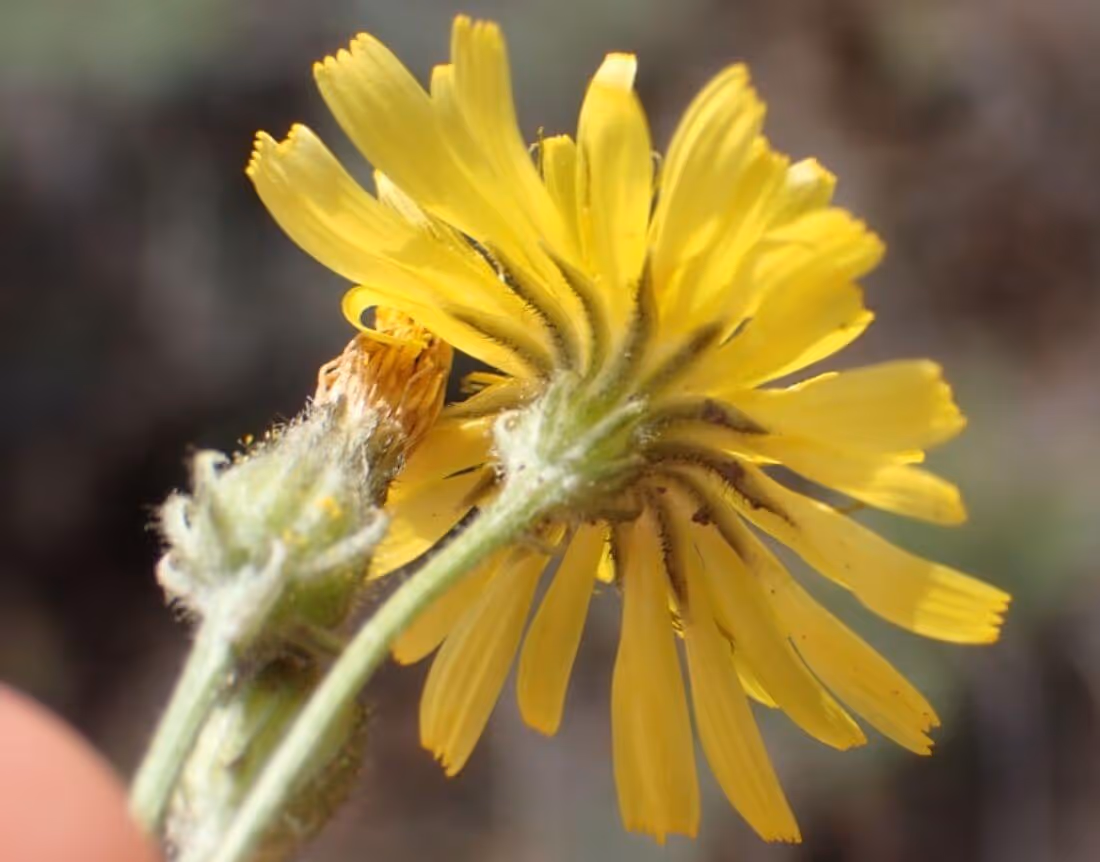Close-up view of two yellow wildflowers, one blooming and one wilted, with a blurred natural background.