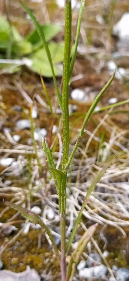 Close-up of a slender green plant stem with several elongated, narrow seed pods against a blurred natural ground background.