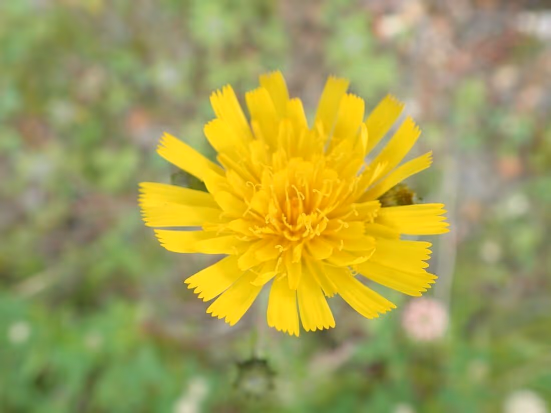 Close-up of a bright yellow wildflower with a blurred green background.